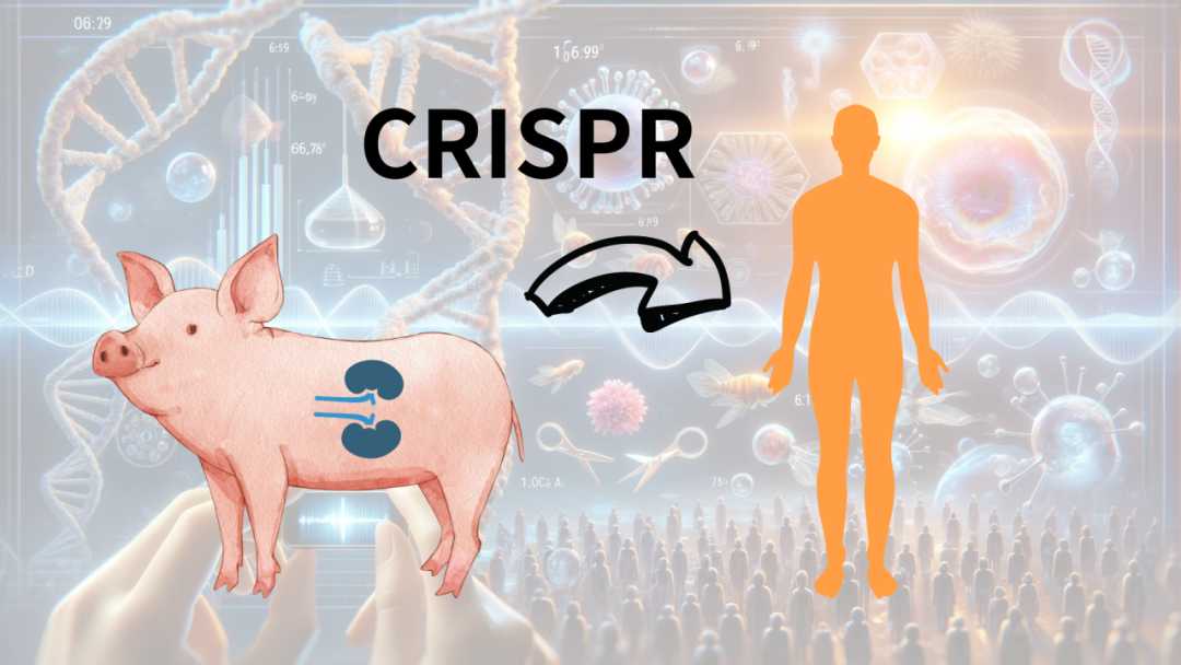 Groundbreaking: Gene-Edited Pig Organs Successfully Transplanted into Humans