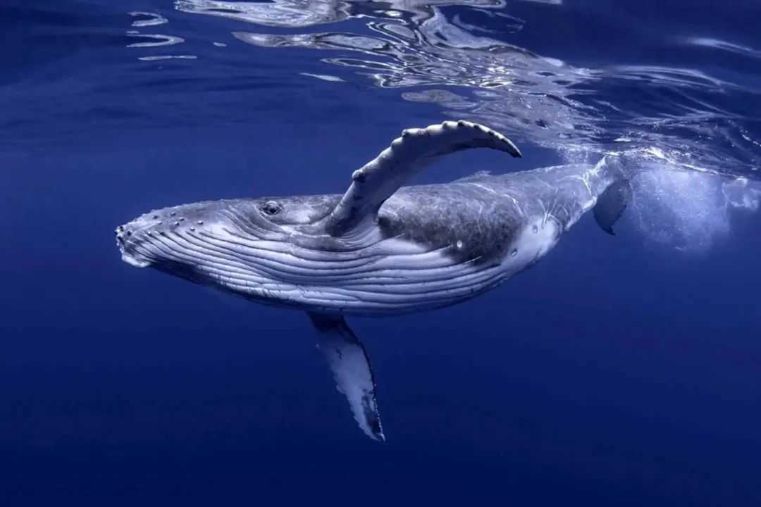 The Magnificent Humpback Whale: Gentle Giants of the Ocean