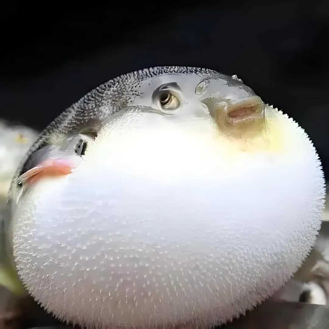 The Charming yet Deadly Pufferfish: A Marvel of the Seas