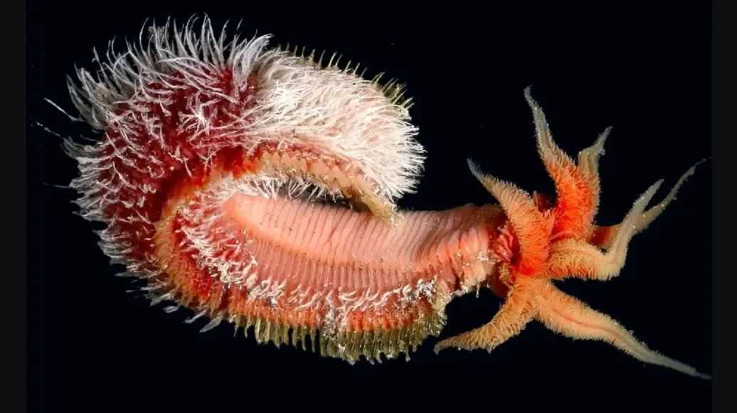 The Heat - Tolerant Pompeii Worm: A Marvel of the Deep - Sea