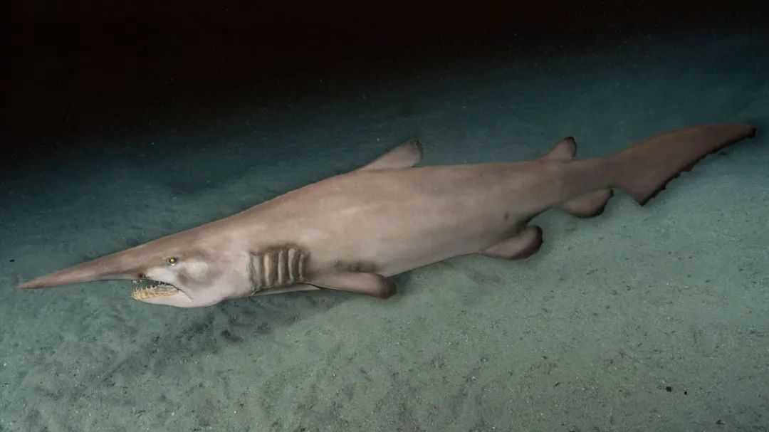 The Goblin Shark: A Slow - Moving Predator with a Deadly Surprise