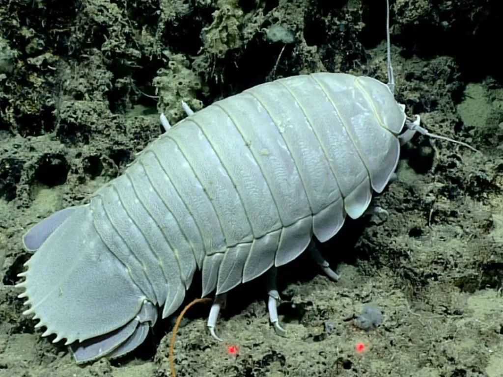 The Giant Isopod: Deep-Sea Living Fossil and Resilient Marvel