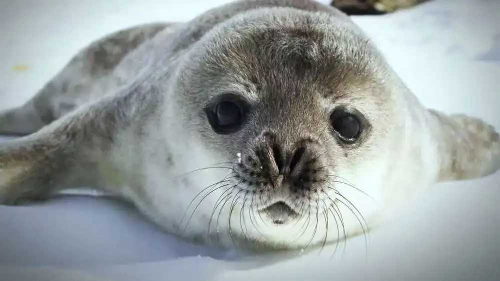 The Enchanting Spotted Seal: A Guardian of Northern Waters