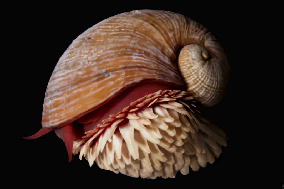 The Scaly - Foot Gastropod: Nature's Metallic - Shelled Marvel