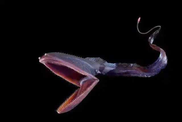 The Gulper Eel: Deep-Sea Predator with a Gargantuan Appetite