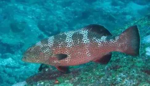 Epinephelus areolatus: The Jewel of the Indo - Pacific Reefs
