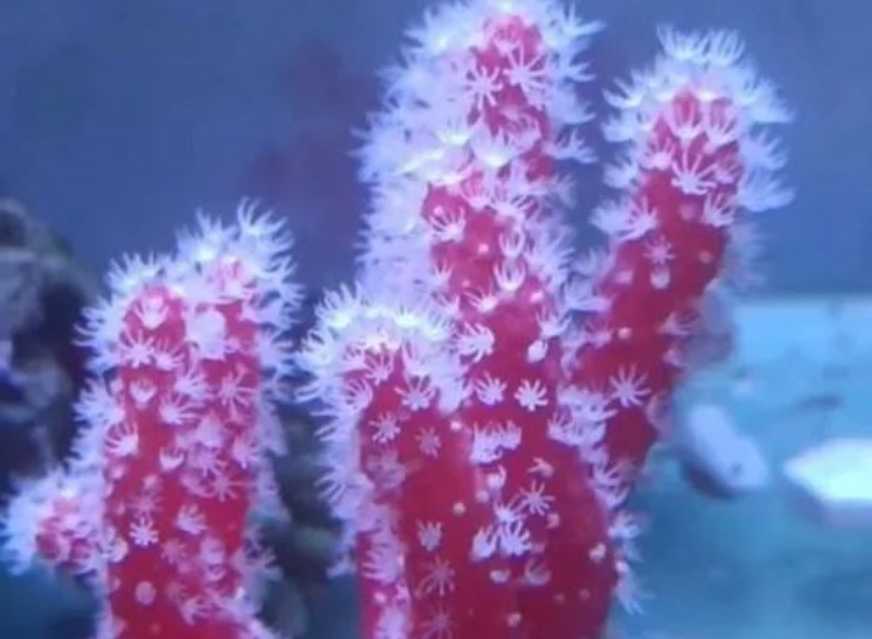 Sinularia asterolobata: The Graceful "Finger Coral" of Tropical Reefs