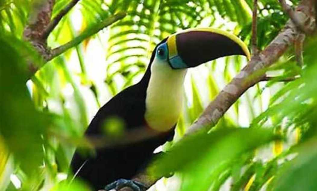 Ramphastos ambiguus: The Yellow-Throated Toucan of Central and South American Rainforests
