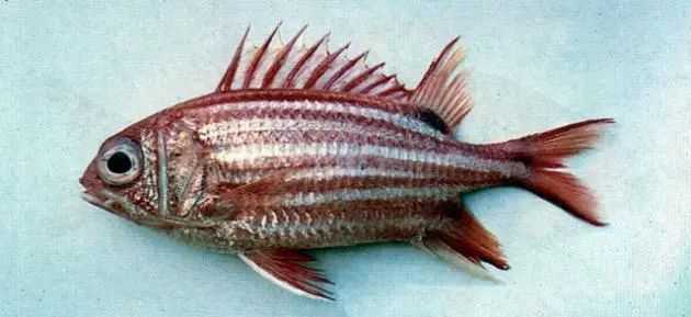 Sargocentron punctatissimum: The Black-Banded Soldierfish of Coral Reefs