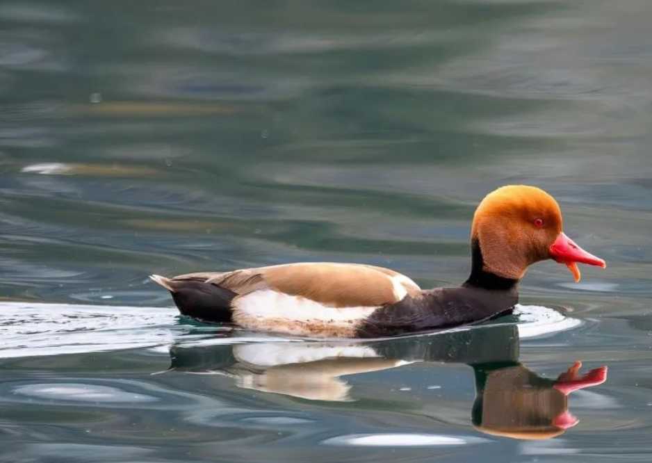 The Striking Red-crested Pochard: A Waterbird Wonder