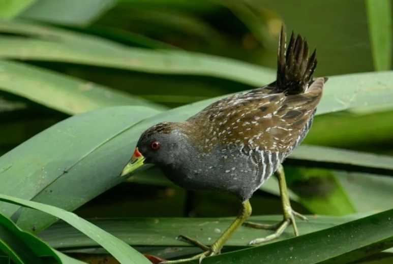 The Elusive Banded Rail: A Hidden Gem of Wetland Ecosystems
