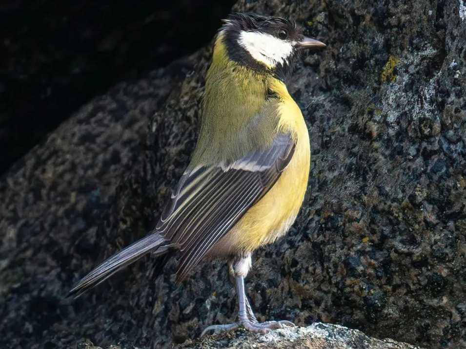 The Dynamic Great Tit: A Common Yet Captivating Songbird