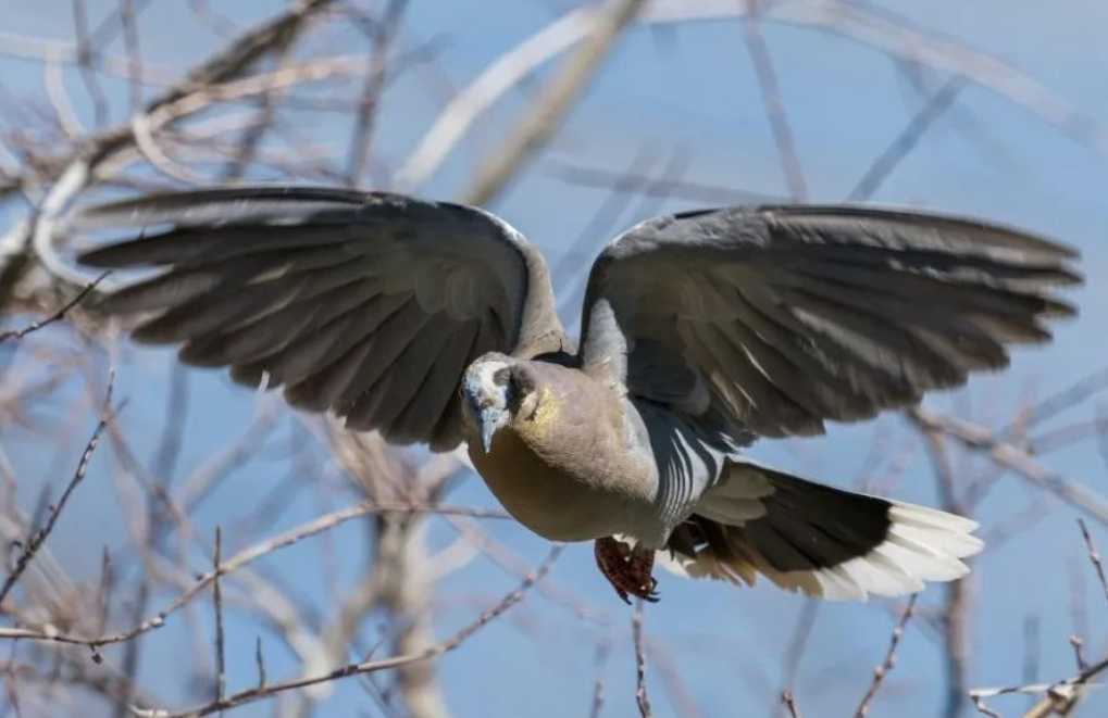 White - Winged Dove: A Soaring Symbol of the Southwest