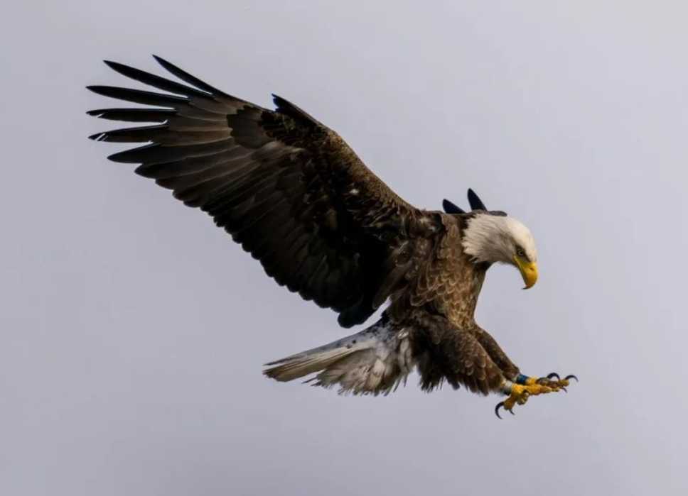 Bald Eagle: Symbol of Freedom Faces New Challenges