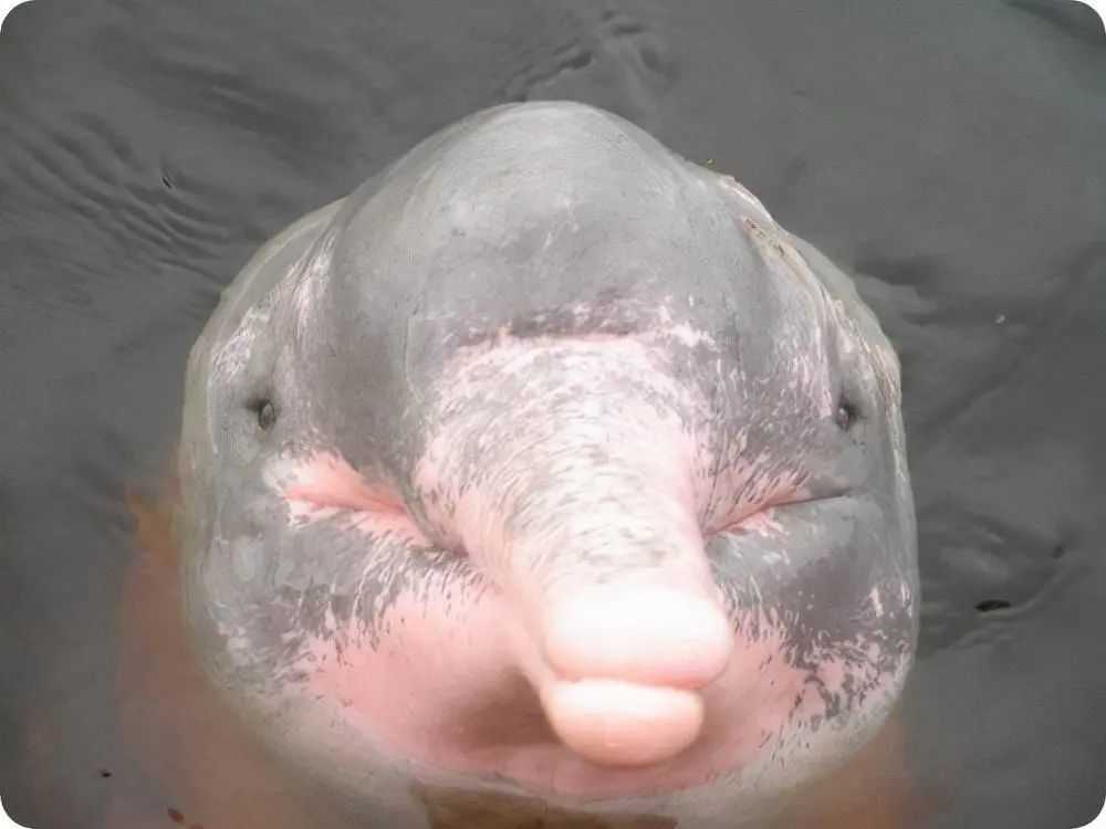 The Pink River Dolphin: Amazon’s Enigmatic Pink Wonder Unique to River Ecosystems