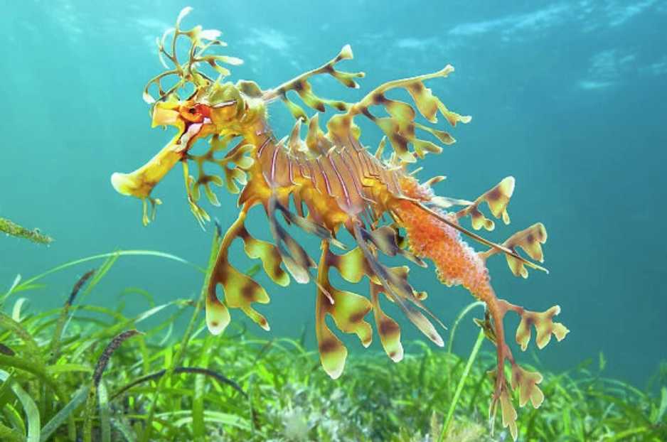 The Leafy Sea Dragon: Master of Marine Camouflage from Australia’s Coastal Waters