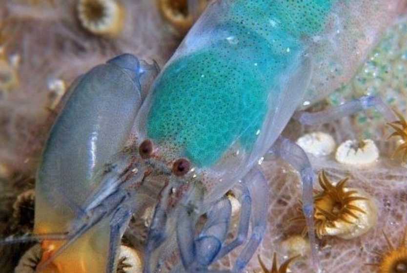 The Pistol Shrimp: Nature’s Underwater Sonic Boom Specialist