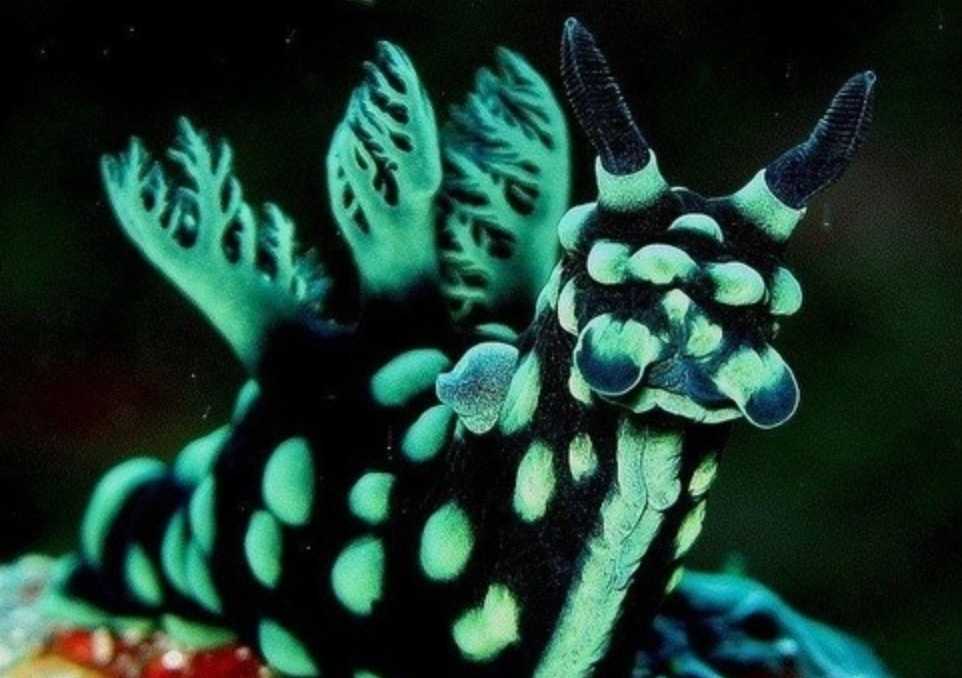 Glowing Green Sea Slug with Bioluminescent Defense Discovered in Tropical Reefs