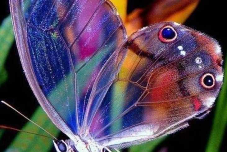 The Glasswing Butterfly: Nature’s Transparent Wonder with a Survival Strategy
