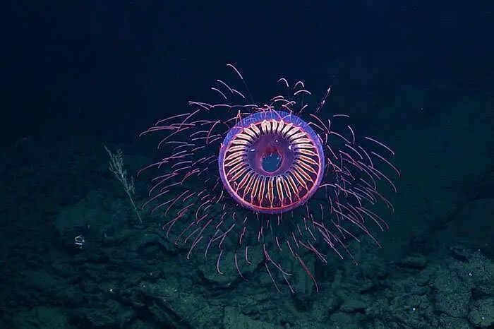 The Fireworks Jellyfish: Deep-Sea Marvel Illuminating 1,200–1,500 Meters Below the Surface