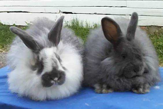 Adorable and Fluffy: The Angora Rabbit