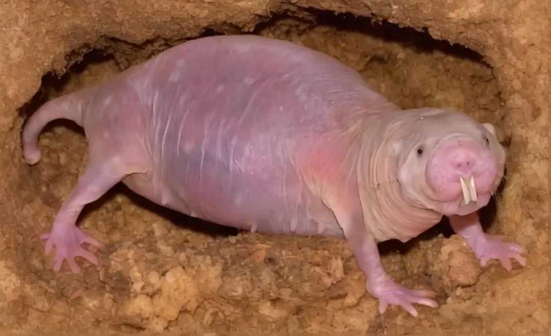 The Naked Mole-Rat: East Africa’s Hairless Wonder of Evolutionary Oddity