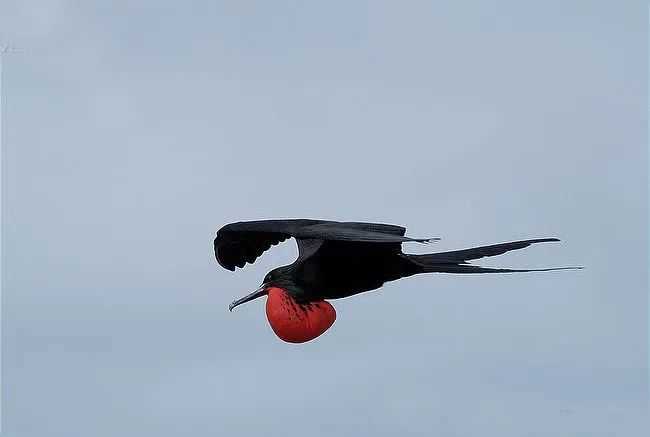 The Frigatebird: Tropical Oceans’ Aerial Pirates and Sleep-in-Flight Specialists