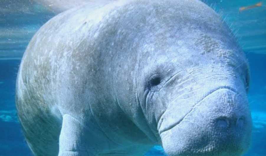 The Dugong: Earth’s Last Living 'Sea Cow' and Its Tragic Plight
