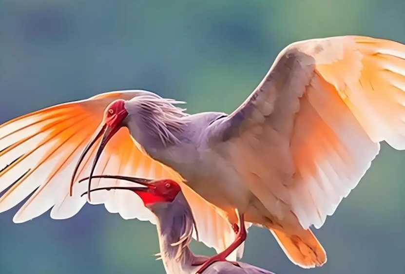 The Crested Ibis: East Asia’s Enigmatic 'Oriental Jewel' and Symbol of Survival