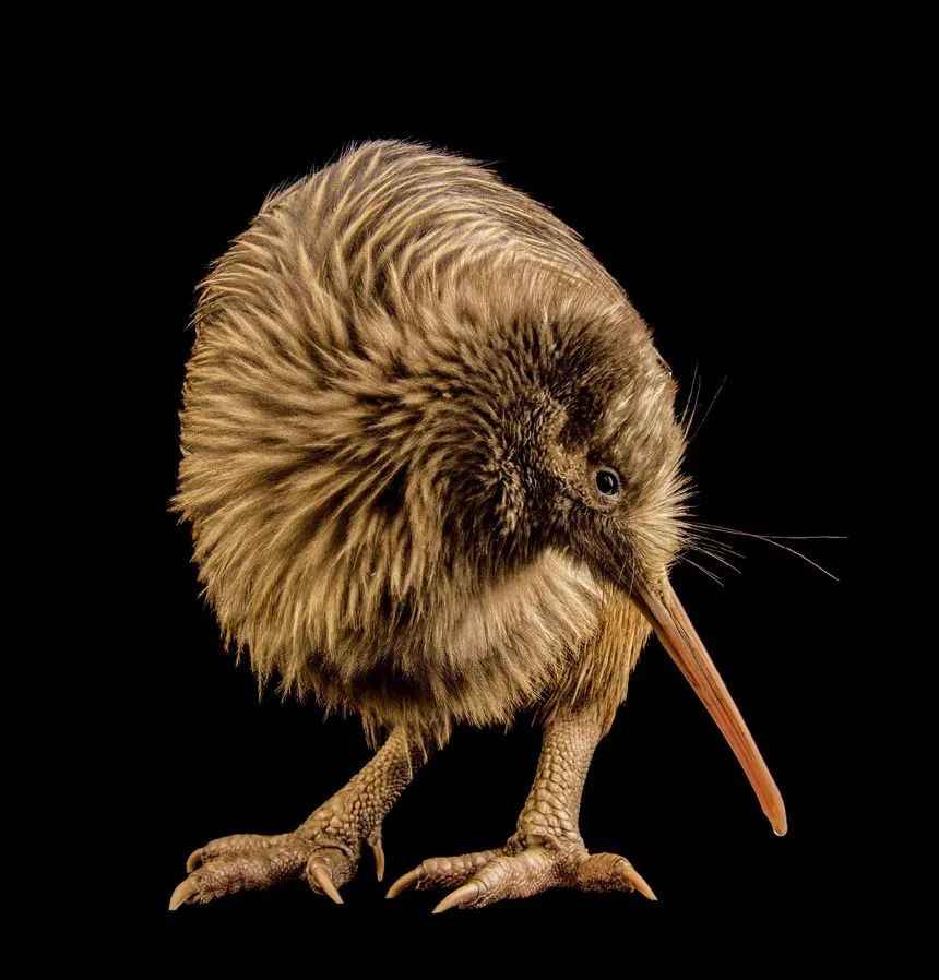 Endemic Okarito Brown Kiwis in New Zealand Face Severe Threat from Invasive Species