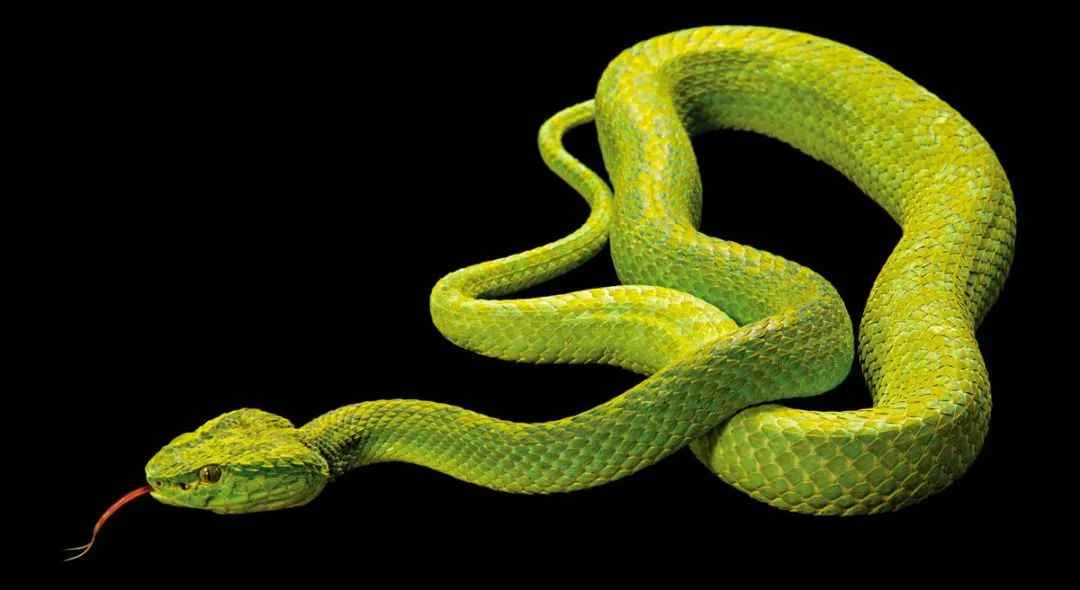 Honduran Palm Pit Viper Faces Extinction as Prey Collapses