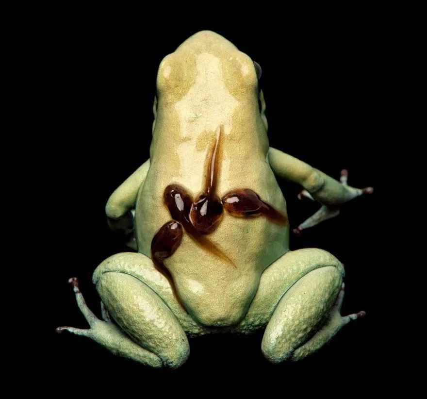 Deadly Beauty: The Endangered Plight of the Golden Poison Frog