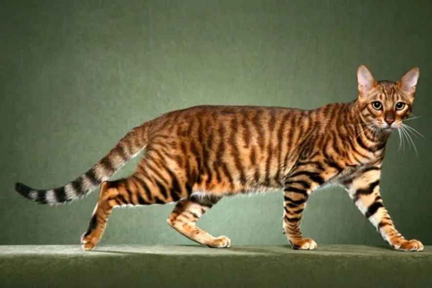 Toyger: The Feline Breed That Channels the Spirit of Tigers