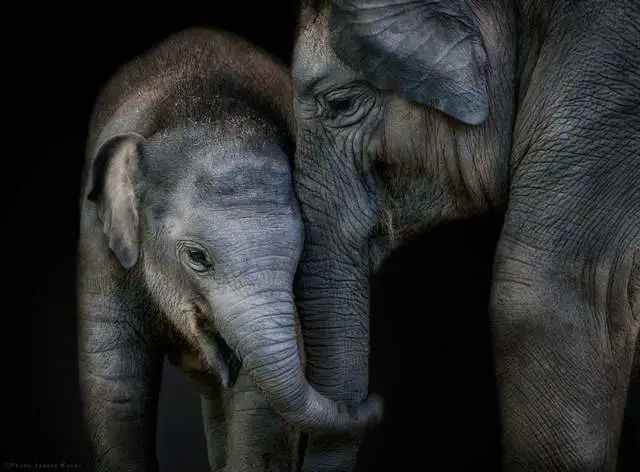 Asian Elephants vs. African Elephants: Key Differences, Hybridization Barriers, and Shared Endangerment